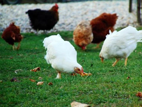 Chickens on the grass at farm Фото