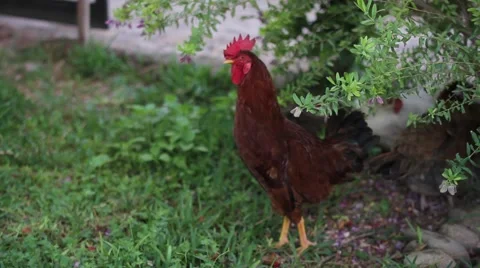 Chickens in the Grass Stock Footage 64316204