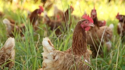 Chickens in Grass Stock Footage 94337781