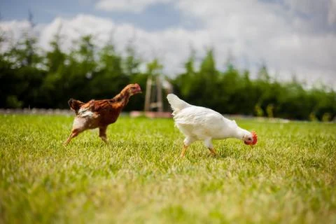 Chickens on Grass Stock Photos