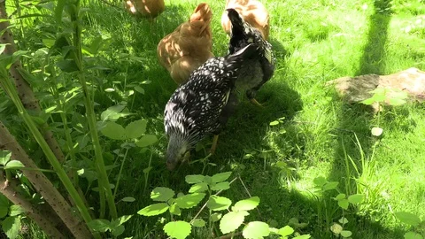 Chickens in the grass scratching Stock Footage 114583130