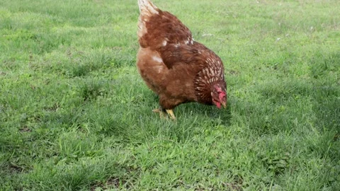 Chickens graze freely on the grass Stock Footage 237810624