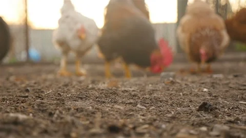 Chickens graze on the ground Stock Footage 107737701