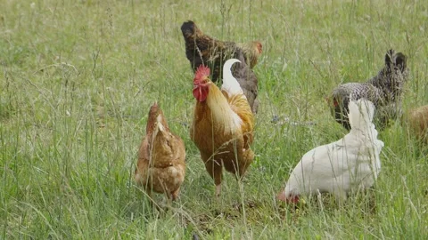 Chickens grazing field Stock Footage 198068689