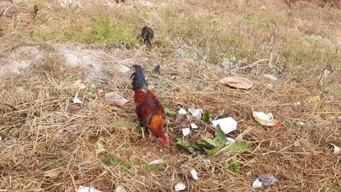 Chickens grazing in Free range. Stock Footage 145271475