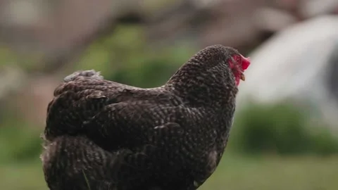 Chickens grazing freely on grass Stock Footage 229459230