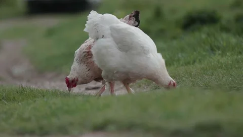Chickens grazing freely on grass Stock Footage 229459253