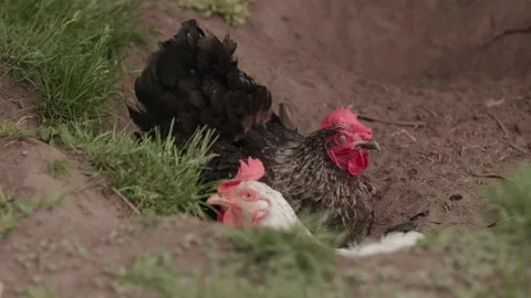 Chickens grazing freely on grass Stock Footage 229459271