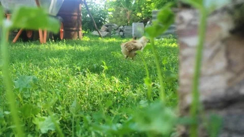 Chickens grazing on green grass Stock Footage 199464535