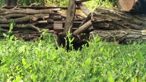 Chickens grazing on green grass Stock Footage 199465252