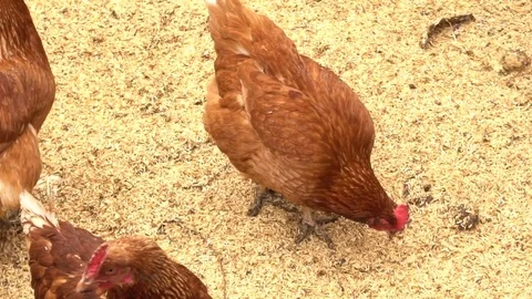 Chickens grazing in a paddock. Slow motion Stock Footage 73891640