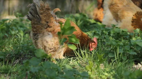 Chickens on the green grass Video stock 41864363