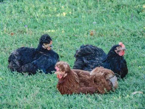 Chickens on the ground in Romania Foto stock