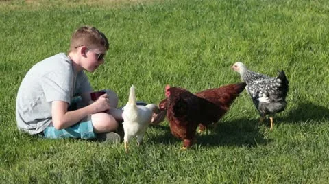 Chickens hand feed by young boy P HD 2472 Stock Footage 11523708