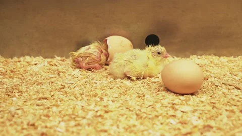The chickens hatch in the nest (4) Stock Footage 138981224