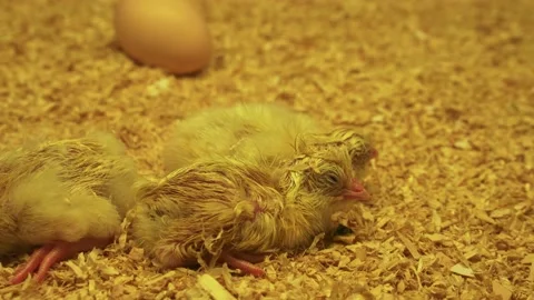 The chickens hatch in the nest (5) Video stock 138981324
