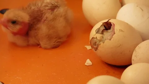 Chickens hatch from the shell. Stock Footage 75617854