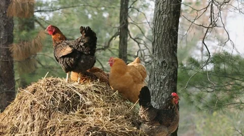 CHICKENS ON HAY PILE Stock Footage 41605617