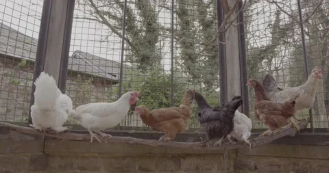 Chickens in a hen house Stock Footage 166818425