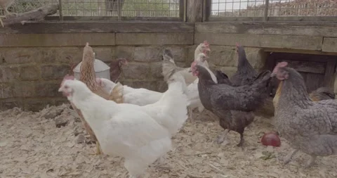 Chickens in a hen house Stock Footage 166821185
