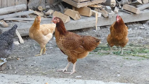 Chickens In the Hencoop Stock Footage 94702816
