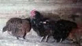 Chickens in the henhouse HD Footage