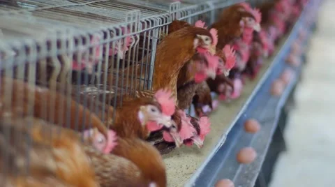 Chickens in henhouse Video stock 62632688