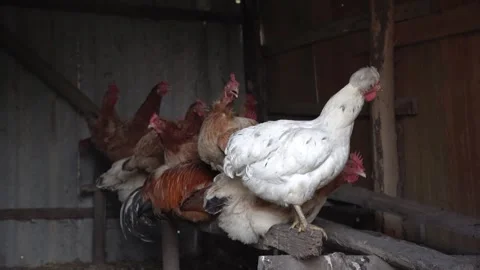 Chickens in the henhouse Stock Footage 305261413
