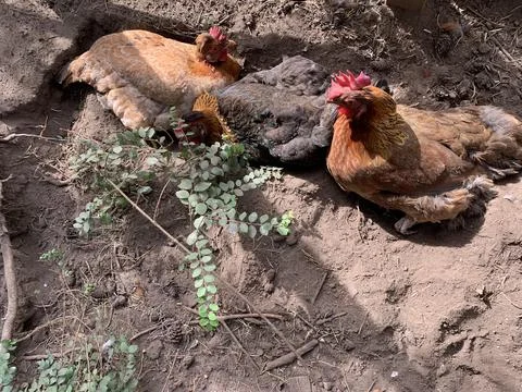 Chickens, Hens dust bathing Stock Photos
