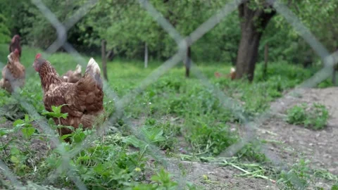 Chickens hens eating corn grains and grass on free range farm Organic Stock Footage 242075256