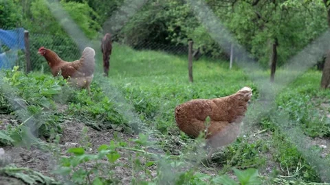 Chickens hens eating corn grains and grass on free range farm Organic Stock Footage 242075602