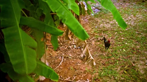 Chickens at home Stock Footage 303100878