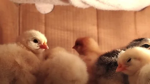 Chickens huddle together to sleep. Stock Footage 258112942