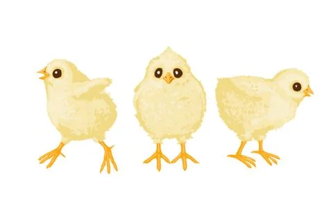 Chickens Stock Illustration