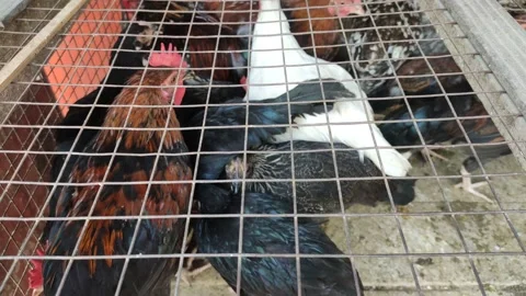Chickens inside a cage. Video stock 141511595