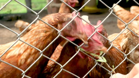 Chickens inside of traditional free range poultry farm. Stock Footage 139267917