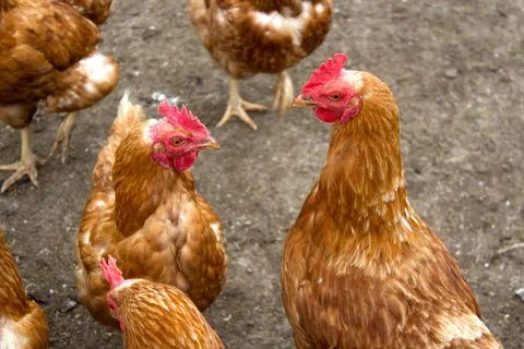 Chickens interacting in Kaisertal Stock Photos