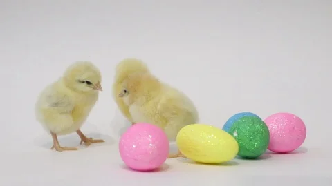 Chickens isolated on a white background. Easter holiday . Birds Stock Footage 118277145