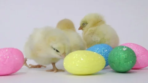 Chickens isolated on a white background. Easter holiday . Birds Stock Footage 118277179
