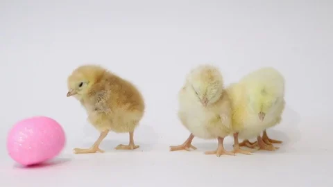 Chickens isolated on a white background. Easter holiday . Birds Stock Footage 118277185