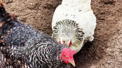 Chickens Joyfully Digging and Exploring the Garden Soil Under the Sun Stock Footage 345365198