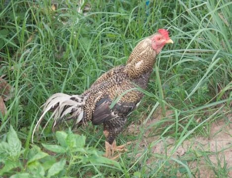 Chickens in the jungle Stock Photos