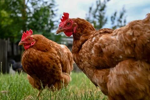 Chickens on the lawn Stock Photos