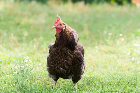 Chickens Laying hens  outdoors day Stock Photos