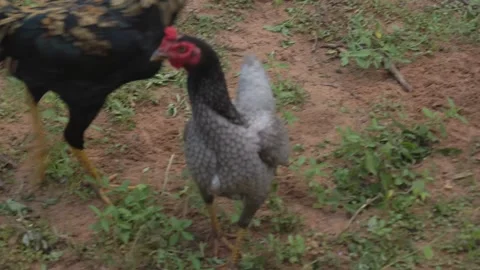 Chickens live in nature. 動画素材 254381119