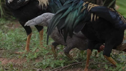 Chickens live in nature. Video stock 254381137