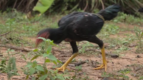 Chickens live in nature. 動画素材 254381182