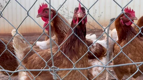Chickens Look Around 5 Sec Stock Footage 171397856
