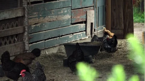 Chickens Looking for Food in a Barn Stock-Footage 277911207
