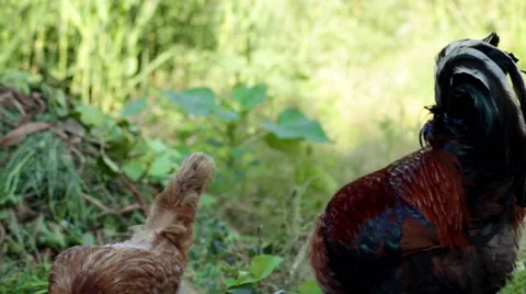 Chickens looking for food Stock Footage 52106245